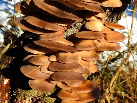 フジ蔓に生えたヒラタケ　坂下　20191210　DSCN2942